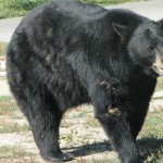 bear5