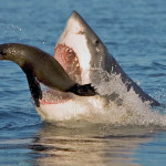 big mouth shark